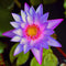 PLANTEREST Nymphaea Colorata Purple Tropical Water Lily Rhizome Live Aquarium Plant BUY2GET1FREE
