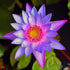 PLANTEREST Nymphaea Colorata Purple Tropical Water Lily Rhizome Live Aquarium Plant BUY2GET1FREE