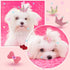 40 Pcs Dog Hair Clips and Bow Crown Accessories for Small Dogs - Princess Style, Crystal Rhinestone Grooming