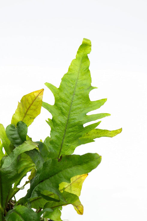 Generic Java Fern Live Aquarium Plants Windelov, Narrow Leaf & More Easy Aquascaping Plants for Freshwater Tanks, Low
