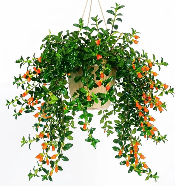 LRWI Trailing Goldfish Plant Live in 4'' Pot, Hardy Goldfish Plant for Hanging