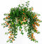 LRWI Trailing Goldfish Plant Live in 4'' Pot, Hardy Goldfish Plant for Hanging