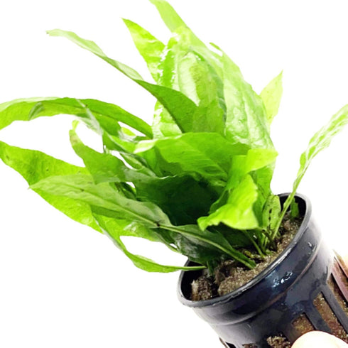 PLANTEREST BUY2GET1FREE Microsorium Pteropus Java Fern Potted Live Aquarium Plant Tropical Freshwater Decorations