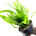 PLANTEREST BUY2GET1FREE Microsorium Pteropus Java Fern Potted Live Aquarium Plant Tropical Freshwater Decorations