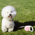 Pink Retractable Dog Leash, 10 ft for Small and Medium Dogs and Cats, One Button Brake, Pause, Lock by LFCXHTY