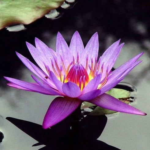PLANTEREST BUY2GET1FREE Nymphaea Colorata Purple Tropical Water Lily Rhizome Live Aquarium Plant