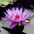 PLANTEREST BUY2GET1FREE Nymphaea Colorata Purple Tropical Water Lily Rhizome Live Aquarium Plant