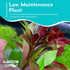 Summer 3 Pack Live Aquarium Ludwigia Repens Plants-Great Background for Fish Long Lasting & Easy to Maintain Suitable