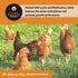 Fluker's Culinary Coop Premium Chicken Treats - Mealworms 3.5 oz, High Protein Nutritious Treat