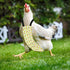 Washable Fruit Print Diapers for Poultry - Kiwi, Medium Size