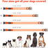 LED Dog Collar, Light Up Adjustable USB Rechargeable Safety Collar for Small Dogs (Small, Orange)