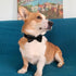 Bow Ties | Premium Double Layer Bowtie - 20 Colors Dog Collar Attachment for Small Pets (Small)