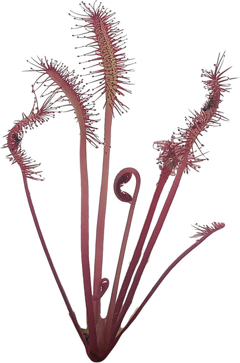 Small Cape Sundew 'Red' (Drosera Capensis) - Unique Carnivorous Plant