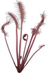 Small Cape Sundew 'Red' (Drosera Capensis) - Unique Carnivorous Plant
