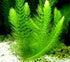Aquatic Discounts 1 5-6 2 1 Hornwort - Young, Healthy, Super Easy Live Aquarium Plant, Bundle in. Great for Betta