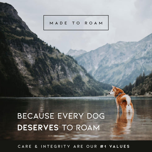Made to ROAM Premium Dog Collar, Adjustable Heavy Duty Nylon Collar with Quick-Release Metal Buckle