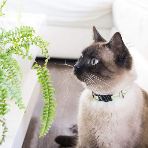 Pettsie Kitten Collar Breakaway with Matching Bracelet, Adjustable 5"-8", Green Gift Box