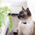 Pettsie Kitten Collar Breakaway with Matching Bracelet, Adjustable 5"-8", Green Gift Box