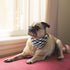 KUDES 2 Pack Adjustable Small Dog Collar Breakaway and Bandana Set with Bell, Black Plaid, S(9.8"-14")