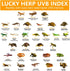 LUCKY HERP 15inch 14W T8 UVB 10.0 Reptile Light, UVA UVB Bulb, Fluorescent Lamp for Reptiles and Amphibians