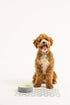 Mason Cash Ceramic Dog Bowl, 15 cm