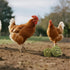 BingegePet 2 Pack Chicken Beak Timothy Grass Block, Chicken Toys for Coop, Enrichment Toys for Hens, Ducks, Geese