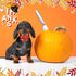 Maitys 40 Pcs Thanksgiving Dog Bow Ties - Autumn Turkey Pumpkin Adjustable Pet Ties for Grooming Accessories