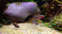 Cichlid Stone Decoration, Plecoceramics Aquarium Cave for Betta, Small Fish - Fish Tank Hideaway Decor (Stone Small)