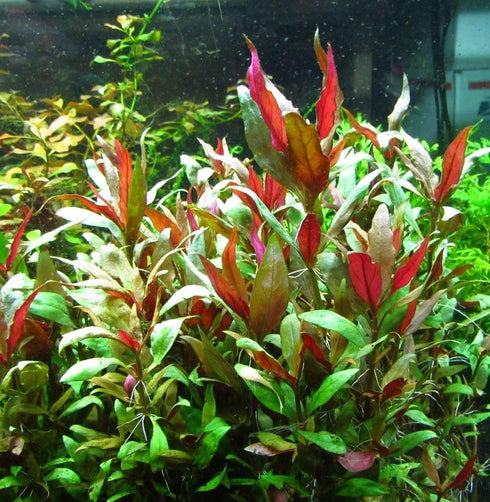 Live Aquarium Plants - Red Flame Sword, Alternanthera Reineckii & Red Tiger Lotus Bundle - Easy Freshwater Plants