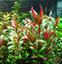 Live Aquarium Plants - Red Flame Sword, Alternanthera Reineckii & Red Tiger Lotus Bundle - Easy Freshwater Plants