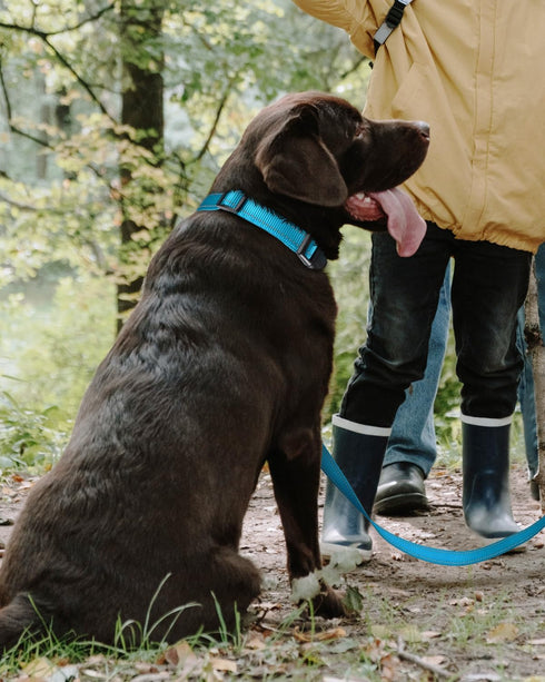 TagME Adjustable Reflective Nylon Dog Collars, Classic Dog Collar with Quick Release Buckle for Large Dogs, Sky Blue,