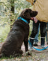 TagME Adjustable Reflective Nylon Dog Collars, Classic Dog Collar with Quick Release Buckle for Large Dogs, Sky Blue,