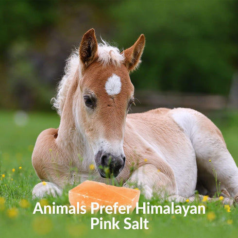 100% 6 LBS, Pack 2 Licking Salt for Horse, Pure Himalayan Pink Salt Chunks, Animal Feed Salt Chunks, Horse Salt Licks