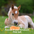 100% 6 LBS, Pack 2 Licking Salt for Horse, Pure Himalayan Pink Salt Chunks, Animal Feed Salt Chunks, Horse Salt Licks