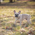 Herm Sprenger Stainless Steel Fur Saver Dog Collar Long Link Training Collar with Snap Hook, 23in (58cm)