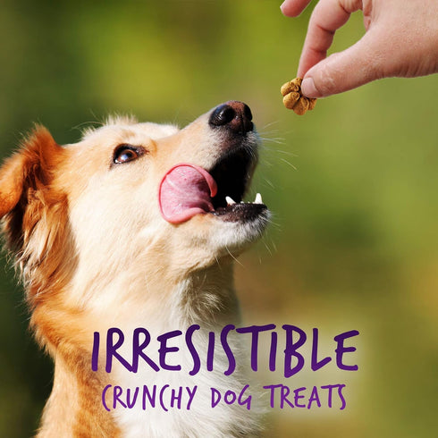 Fruitables Baked Dog Treats - Pumpkin and Blueberry Treats for Dogs - Healthy Low Calorie, 12 Ounces (2 Pack)