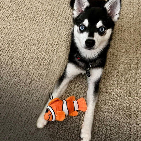 Snuggle Puppy Tender-Tuffs Small Dog Toy - Orange Clownfish for Small Breeds with Puncture Resistant Squeaker