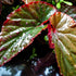 Sunset SubstrateSource Live Jungle Plants - Begonia Arabian (Begonia sp.) - Medium to High Light, Bronze Red Orange