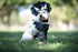 Small Dog Dino Pup Costume