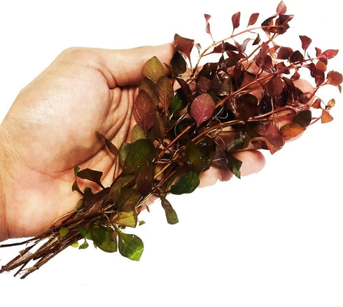 PLANTEREST Ludwigia Repens Rubin Super Red Ruby Bundle Live Aquarium Plant Stems Decorations
