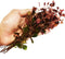 PLANTEREST Ludwigia Repens Rubin Super Red Ruby Bundle Live Aquarium Plant Stems Decorations