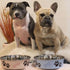 Loving Pets Bella Dog Bowls, Stainless Steel, Spill Proof Dog Food Bowl, Cat Bowl, Medium 20-25 lbs, Murano Blue