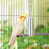 Stainless Steel Bell Toy for Bird Cage - Hanging Bite Toy for Parrot, Parakeet, Budgie, Cockatiel (2 PCS-S)