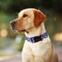 ARING PET Summer Dog Collar, Adjustable Lightweight Cotton Collars with Quick Release Buckle for Small Medium Large Dogs