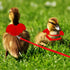 Duck Walking Harness and Leash, Adjustable Rope for Chicken Duck Outdoor Training, Pet Poultry Hen Cock (S, Red)