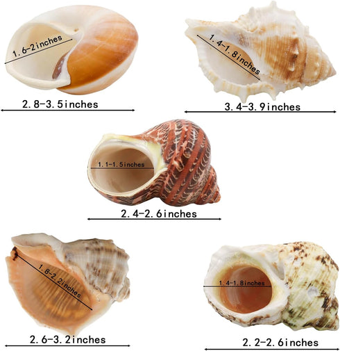ECVLRTK 5 2.4-3.9 1-2in. Pcs of Medium and Large Hermit Crab Shells Natural Conch Size in, Opening Size Growth Turbo