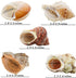 ECVLRTK 5 2.4-3.9 1-2in. Pcs of Medium and Large Hermit Crab Shells Natural Conch Size in, Opening Size Growth Turbo