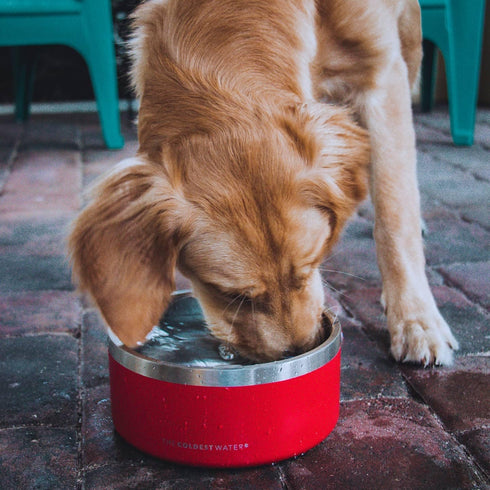 Coldest Dog Bowl - Large 21 oz Anti Rust Metal & Non Slip Heavy Duty Insulated Bowl for Dogs, Cats & Pets