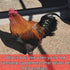 Thorns & Thyme Immunity Hippie Chix Mix Cooling Hemp Blend Chicken Supplement for Heat Stress & Hydration High-Protein