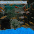 300pc Fish Tank Glow Rocks, Glow in The Dark Pebbles for Aquarium, Garden, Ponds Decor, Blue